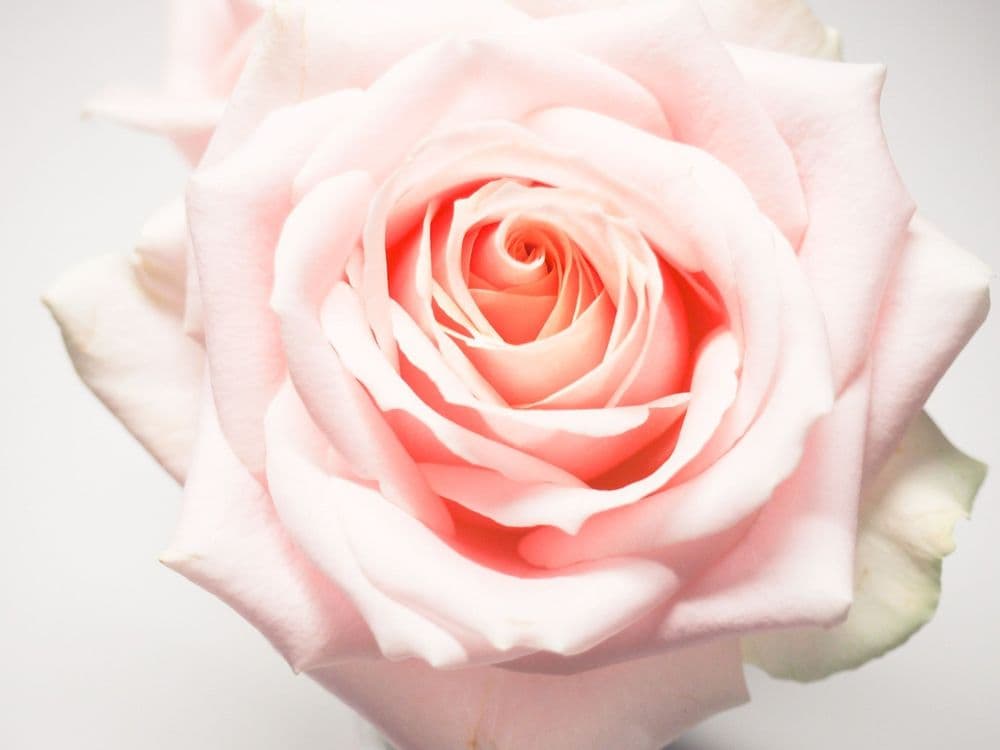 Grasping the essence brings success